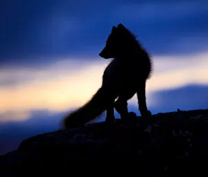 Arctic fox (Vulpes lagopus) silhouetted at twilight, Greenland, August 2009
