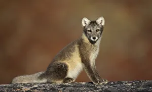 Foxes Prints: Arctic fox (Vulpes lagopus) sitting, Disko Bay, Greenland, August 2009