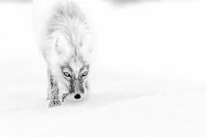 Sergey Gorshkov Collection: Arctic fox ( Vulpes lagopus) in snow carrying snowgoose egg, Wrangel Island, Far East Russia