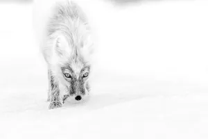 Arctic fox ( Vulpes lagopus) in snow carrying snowgoose egg, Wrangel Island, Far East Russia