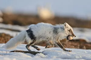 Nature's Last Paradises Gallery: Arctic fox (Vulpes lagopus) with Snow goose egg in mouth, mid moult from winter to summer fur