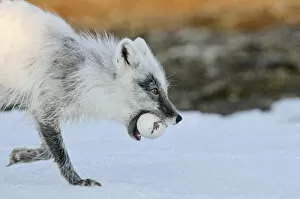 Images Dated 30th May 2011: Arctic fox (Vulpes lagopus) with Snow goose egg in mouth, mid moult from winter to summer fur