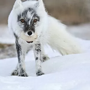Arctic Gallery: Arctic fox (Vulpes lagopus) with Snow goose egg in mouth, mid moult from winter to summer fur