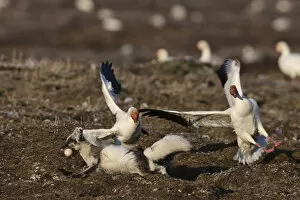 Images Dated 13th June 2011: Arctic fox (Vulpes lagopus) in summer moult stealing Snow goose (Chen caerulescens