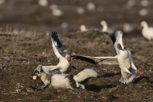 Arctic fox (Vulpes lagopus) in summer moult stealing Snow goose (Chen caerulescens