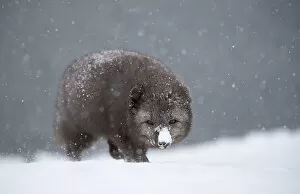 2020 Christmas Highlights Gallery: Arctic fox (Vulpes lagopus) walking in heavy snow. Hornstrandir Nature Reserve, Iceland