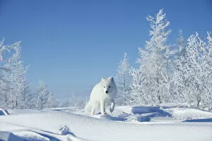 February 2022 Highlights Collection: Arctic fox (Vulpes lagopus) walking through snowy landscape, Taymyr Peninsula, Siberia, Russia