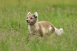 Iceland Prints: Arctic fox (Vulpes lagopus) white morph in summer coat