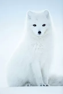 2018 January Highlights Gallery: Arctic Fox (Vulpes lagopus), in winter coat portrait, Svalbard, Norway, April