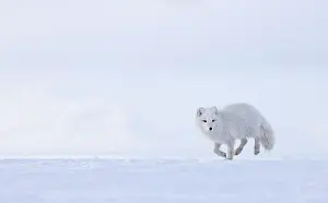 Arctic Prints: Arctic fox (Vulpes lagopus) winter coat, running on snow, Svalbard, Norway. March