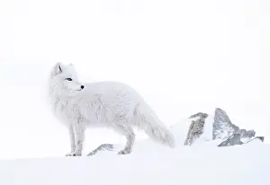 Arctic Prints: Arctic fox (Vulpes lagopus) winter coat, standing on snow, Svalbard, Norway. March