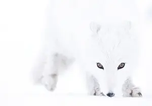 Arctic Prints: Arctic fox (Vulpes lagopus) winter coat, close-up portrait, Svalbard, Norway. March