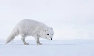 Winter Coat Prints: Arctic fox (Vulpes lagopus) winter coat, standing on snow, Svalbard, Norway. March