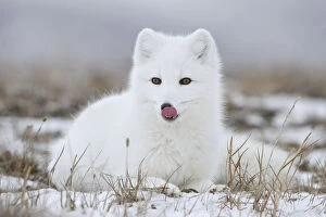 Arctic Gallery: Arctic fox (Vulpes lagopus) in winter fur, licking nose, Wrangel Island, Far Eastern Russia