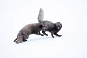 Grey Prints: Two Arctic foxes (Vulpes lagopus) blue morph