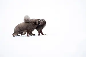 Grey Prints: Two Arctic foxes (Vulpes lagopus) blue morph