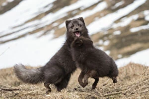 Two Arctic foxes (Vulpes lagopus), blue-morph with winter coats, playing
