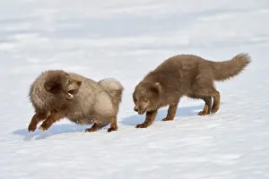 Winter Coat Prints: Two Arctic foxes (Vulpes lagopus) male