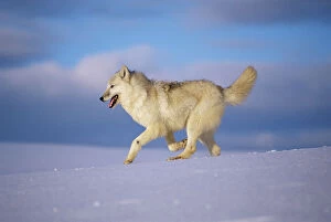 Arctic grey wolf {Canis lupus arctos} running through snow, USA. captive