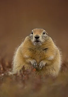 Danny Green Gallery: Arctic ground squirrel (Spermophilus parryii) portrait, Denali National Park, Alaska