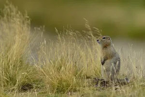 Arctic ground squirrel (Spermophilus parryii) Katmai National Park, Alaska, USA, August