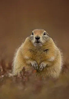 Arctic ground squirrel (Spermophilus parryii) portrait, Denali National Park, Alaska