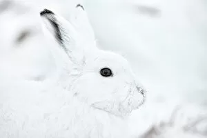 Christmas Gallery: Arctic hare (Lepus arcticus groenlandicus) portrait, Ittoqqortoomiit, Northeast Greenland. February