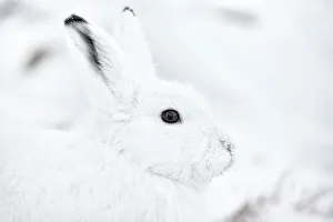 Kalaallit Nunaat Prints: Arctic hare (Lepus arcticus groenlandicus) portrait