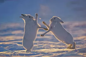 Requests Gallery: Two Arctic hares (Lepus arcticus) fighting, Northeast Greenland National Park, Greenland