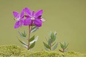 Onagraceae Prints: Arctic River beauty (Chamerion latifolium) flowering, Landmannalauger, Iceland, June