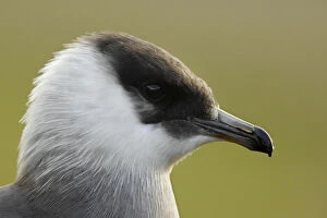 Images Dated 17th July 2008: Arctic skua (Stercorarius parasiticus) head portrait, Bjrndalen, Svalbard, Norway