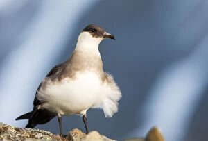 Arctic skua (Stercorarius parasiticus) with wind blowing feathers, Spitsbergen, Svalbard