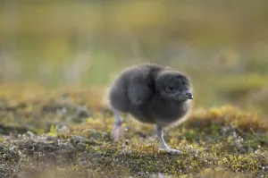 Arctic skua (Stercorarius parasiticus) chick walking, Bjrndalen, Svalbard, Norway