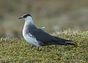 Protector Prints: Arctic skua (Stercorarius parasiticus) female
