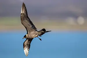 Varanger Peninsula Prints: Arctic skua (Stercorarius parasiticus) in flight