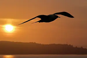 Sunset Prints: Arctic skua (Stercorarius parasiticus) in flight