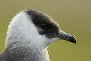 Arctic skua (Stercorarius parasiticus) head portrait, Bjrndalen, Svalbard, Norway
