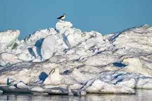 Sea Ice Prints: Arctic skua (Stercorarius parasiticus) perched on top of floating ice