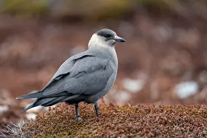 Varanger Peninsula Prints: Arctic skua (Stercorarius parasiticus) portrait