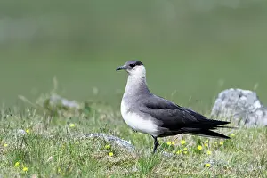 Arctic skua (Stercorarius parasiticus) portrait, Unst, Shetland Islands, Scotland, UK. June