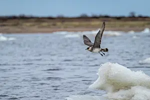 Arctic Ocean Prints: Arctic skua (Stercorarius parasiticus) taking off from floating ice
