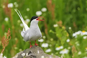 Images Dated 29th February 2020: Arctic tern (Sterna paradisaea) adult calling from rock in breeding colony