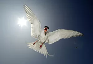 Arctic tern (Sterna paradisaea) adult hovering directly in front of the sun, defending