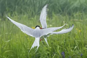 Arctic Tern Gallery: Arctic tern (Sterna paradisaea), two fighting in mid-air
