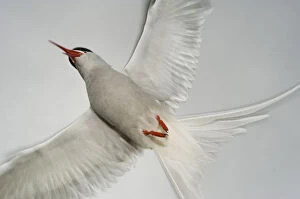 2009 Highlights Gallery: Arctic Tern (Sterna paradisaea) in flight, West coast of Iceland, July 2008
