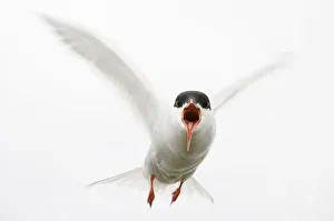 White Colour Prints: Arctic tern (Sterna paradisaea) in flight, calling, Farne Islands, Northumberland