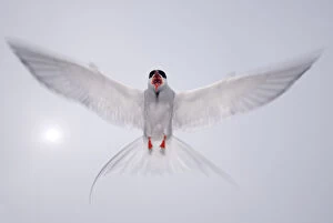 Arctic tern (Sterna paradisaea) in flight, vocalising, aggresive behaviour, Farne Islands
