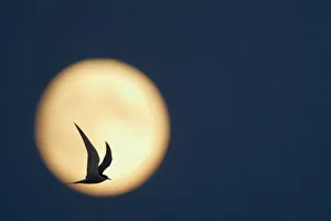 Arctic Tern (Sterna paradisaea) in flight, silhouetted against the moon at dusk Arctic Tern (Sterna paradisaea) in flight, silhouetted against the moon at dusk