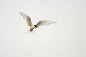 Images Dated 21st August 2011: Arctic Tern (Sterna paradisaea) in flight. Shetland, Scotland, August