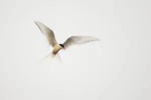 Images Dated 21st August 2011: Arctic Tern (Sterna paradisaea) in flight. Shetland, Scotland, August